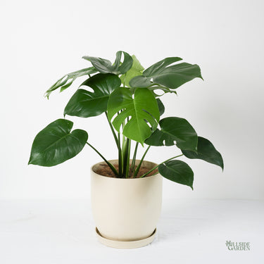 Monstera Deliciosa (M1)