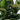 Ficus Sofia 'Column' (M)