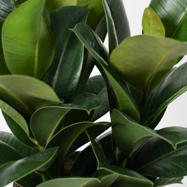 Ficus Sofia 'Column' (M)