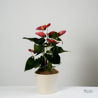 Anthurium Red (L)