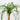 Ponytail Palm (XS)