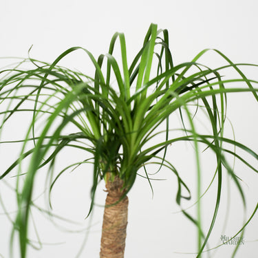 Ponytail Palm (XS)