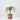 Ponytail Palm (XS)