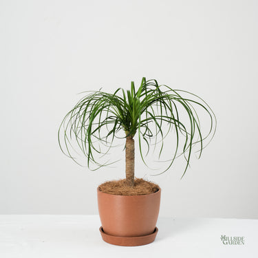 Ponytail Palm (XS)