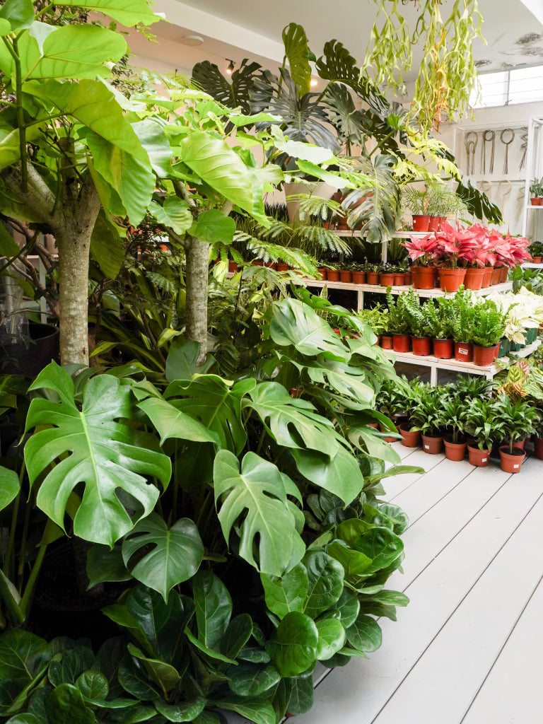 philodendron flowering plants philippines Philodendron Selloum (M) – Hillside Garden