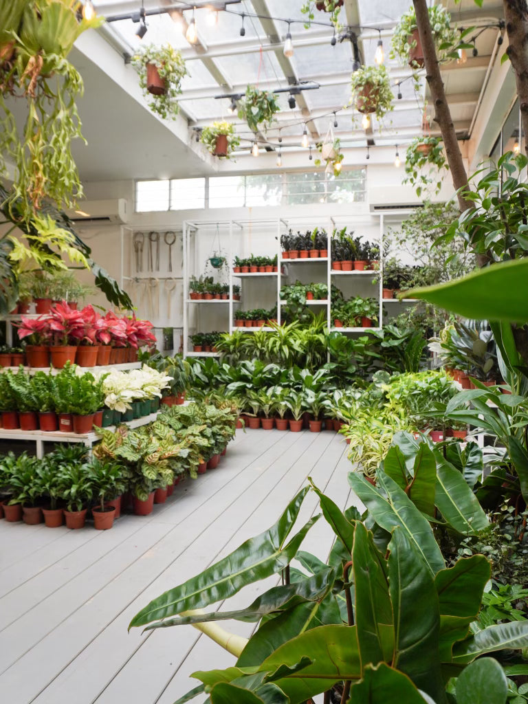 philodendron garden ideas Heartleaf Philodendron (M) – Hillside Garden