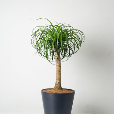 Ponytail Palm (M)