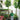 Money Tree Giant
