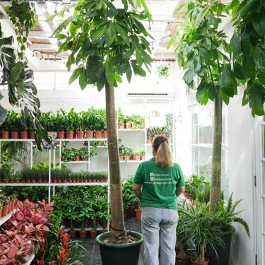 Money Tree Giant