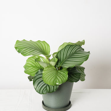 Calathea Orbifolia