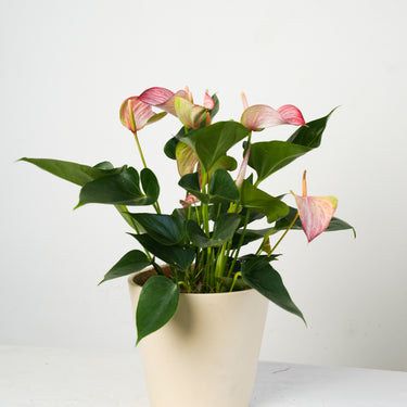 Anthurium Pink (M)