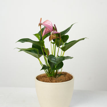 Anthurium Purple (S)