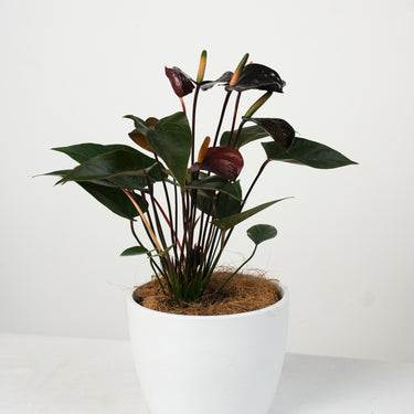 Anthurium Black (S)