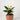 Anthurium Peach (S)