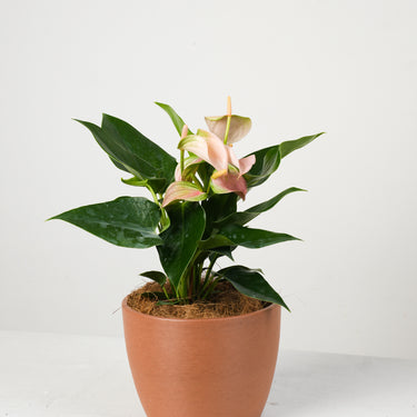 Anthurium Peach (S)