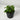 Peperomia Glabela