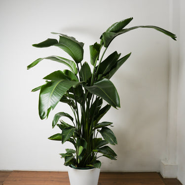 Birds of Paradise (XL)
