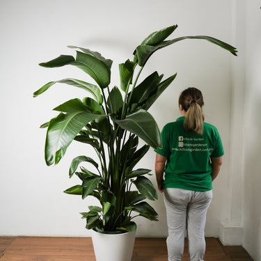 Birds of Paradise (XL)