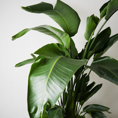 Birds of Paradise (XL)