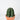 Peruvian Cactus (XS)