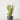 Sansevieria Yellow Stone