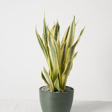 sansevieria yellow stone Sansevieria Yellow Stone – Hillside Garden