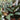Philodendron Pink Birkin