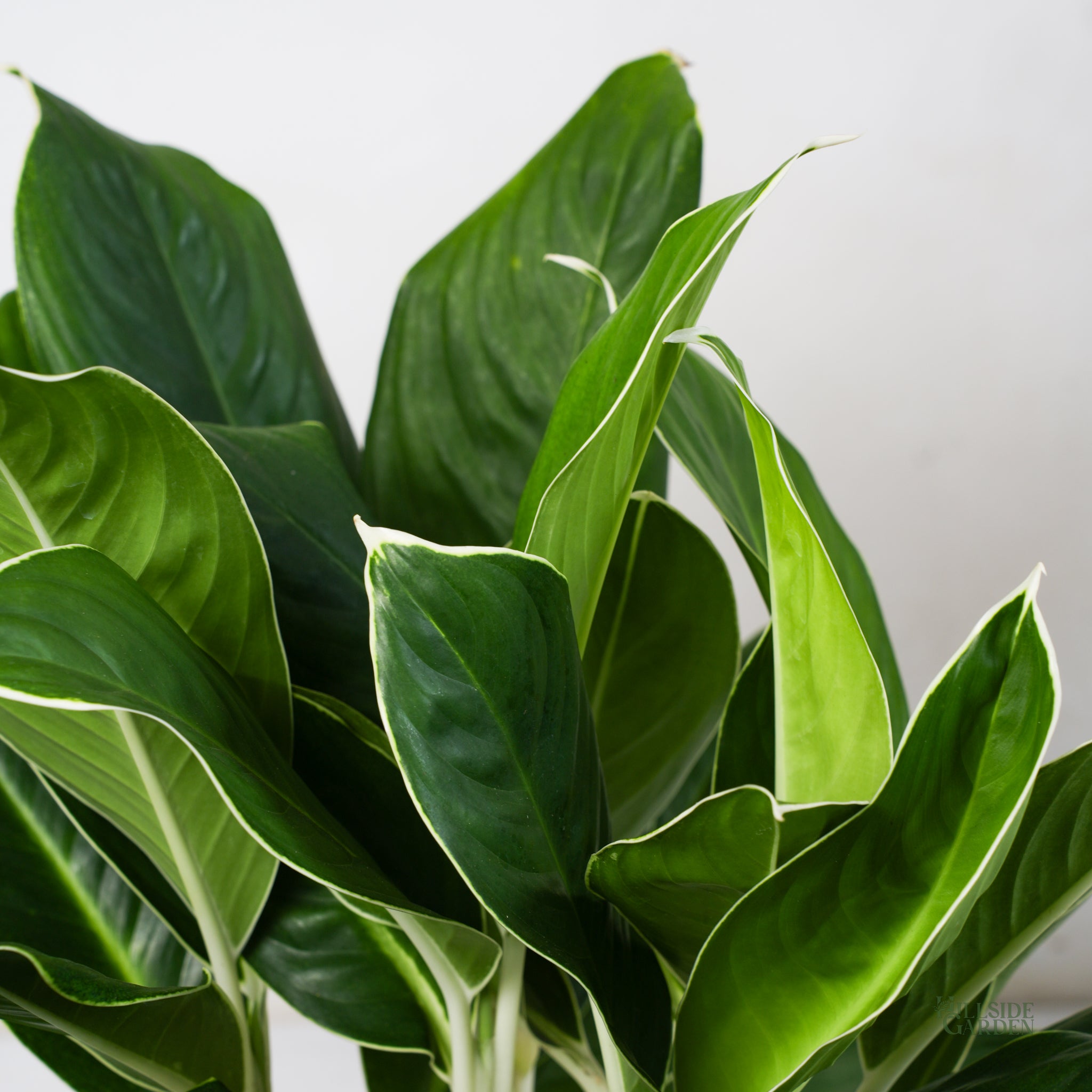 aglaonema white edge Aglaonema White Edge (L) – Hillside Garden