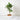 Ficus Audrey (L2)