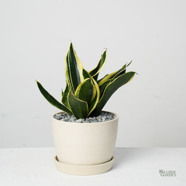 Sansevieria Gold Band