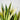 Sansevieria Golden Flame