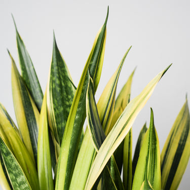 Sansevieria Golden Flame