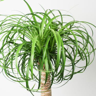 Ponytail Palm (M)