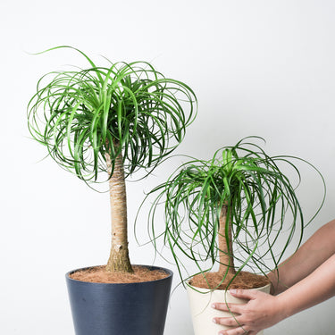 Ponytail Palm (S)