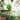 Money Tree Giant