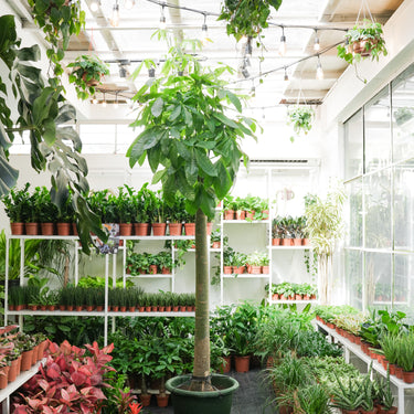 Money Tree Giant