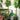Money Tree Giant