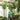 Money Tree Giant