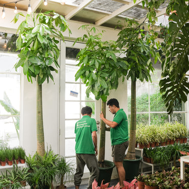 Money Tree Giant