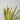 Sansevieria Yellow Stone