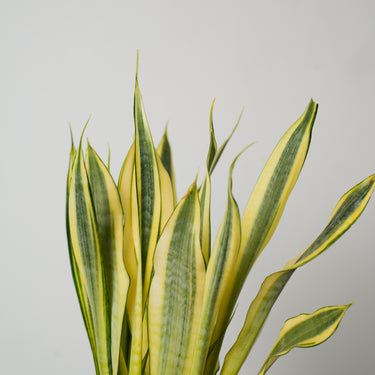 sansevieria yellow stone Sansevieria Yellow Stone – Hillside Garden
