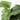 Calathea Orbifolia