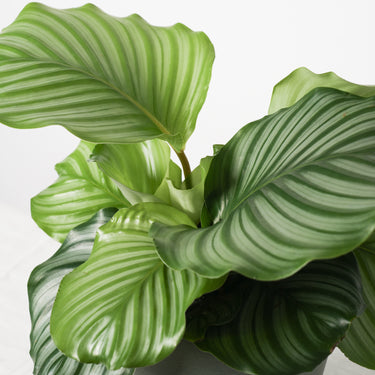 Calathea Orbifolia
