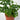 Monstera Adansonii (S)