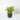 Dracaena Song of Korea (S1)