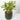 Dracaena Song of Korea (S1)