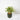 Dracaena Song of Korea (S1)