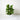 Fiddle Leaf Fig Classic 'Column' (L)