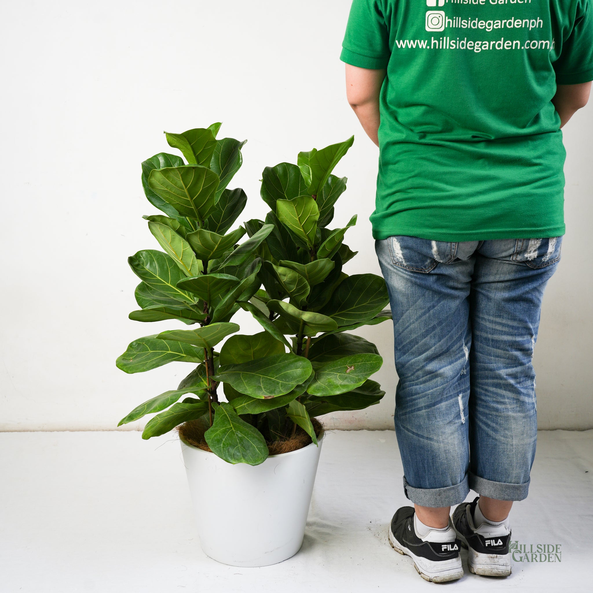 fiddle leaf fig philippines Fiddle Leaf Fig Classic 'Column' (L) – Hillside Garden