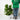 Fiddle Leaf Fig Classic 'Column' (L)